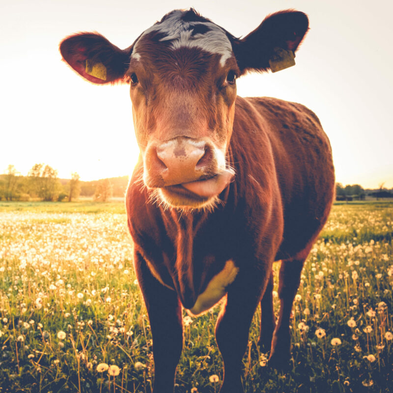 Veterinärwesen: Eine Kuh steht auf der Weide.